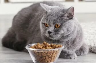 Сухий корм для кішок OptiMeal: для правильного та здорового харчування