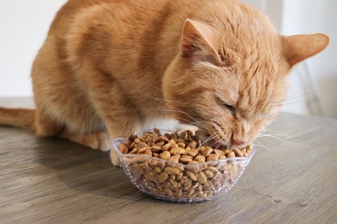 корм для кішок OptiMeal