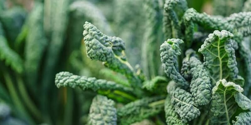 How to Take Kale Without Putting It in a Smoothie
