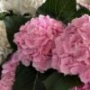 Квіти Івано-Франківськ: як обрати букет для красивого привітання