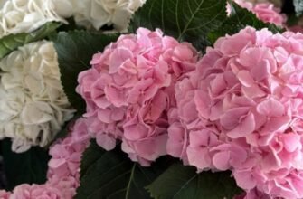 Квіти Івано-Франківськ: як обрати букет для красивого привітання