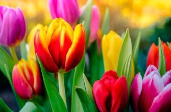 Тюльпаны на срезку: технология от грядки до вазы с Matla Flowers