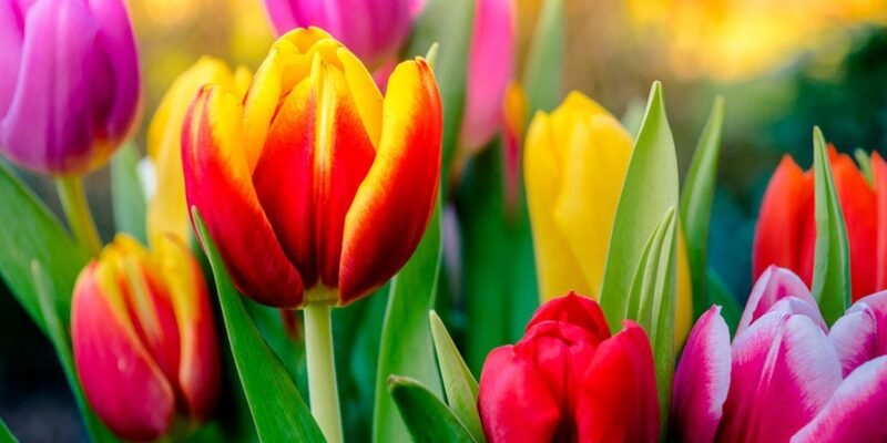 Тюльпаны на срезку: технология от грядки до вазы с Matla Flowers