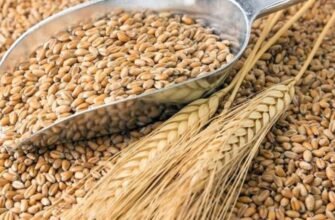 Як підготувати зрозумілу пропозицію на продаж зерна