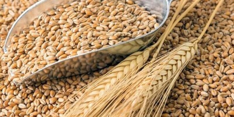 Як підготувати зрозумілу пропозицію на продаж зерна